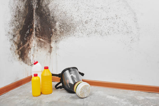 Best Fast Mold Removal  in Clifton, TX